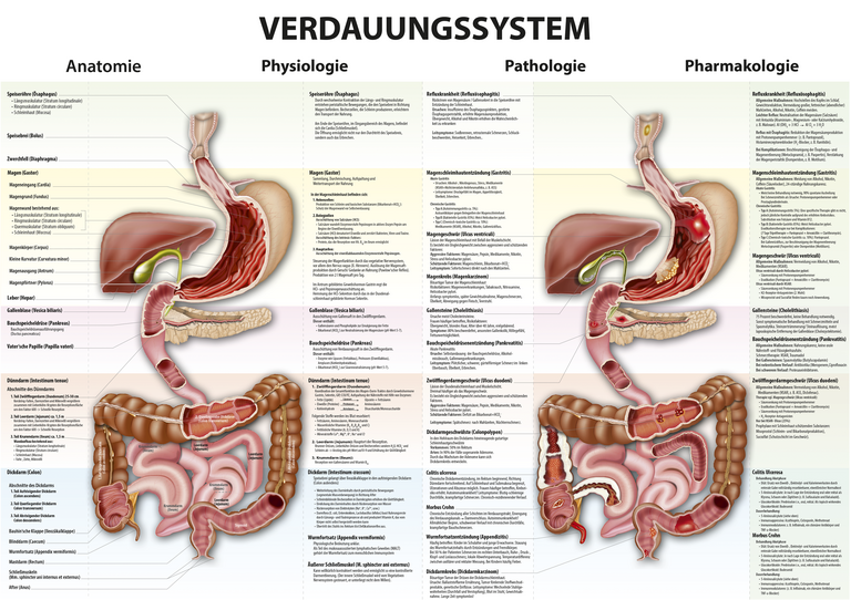 Verdauungssystem